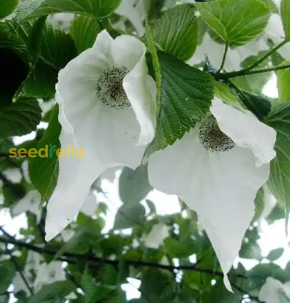 White Davidia Tree Planting Seeds - Unique Landscape Addition Plant Seeds