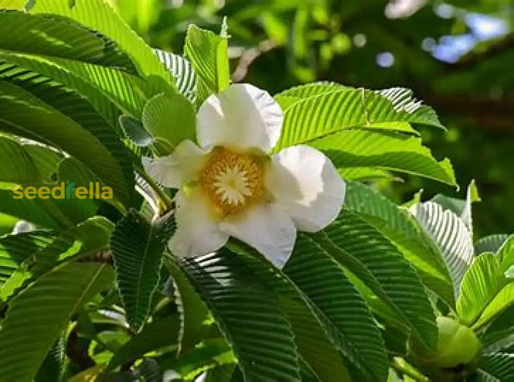 White Dillenia Planting Seeds - Perfect For Home Gardening Plant Seeds