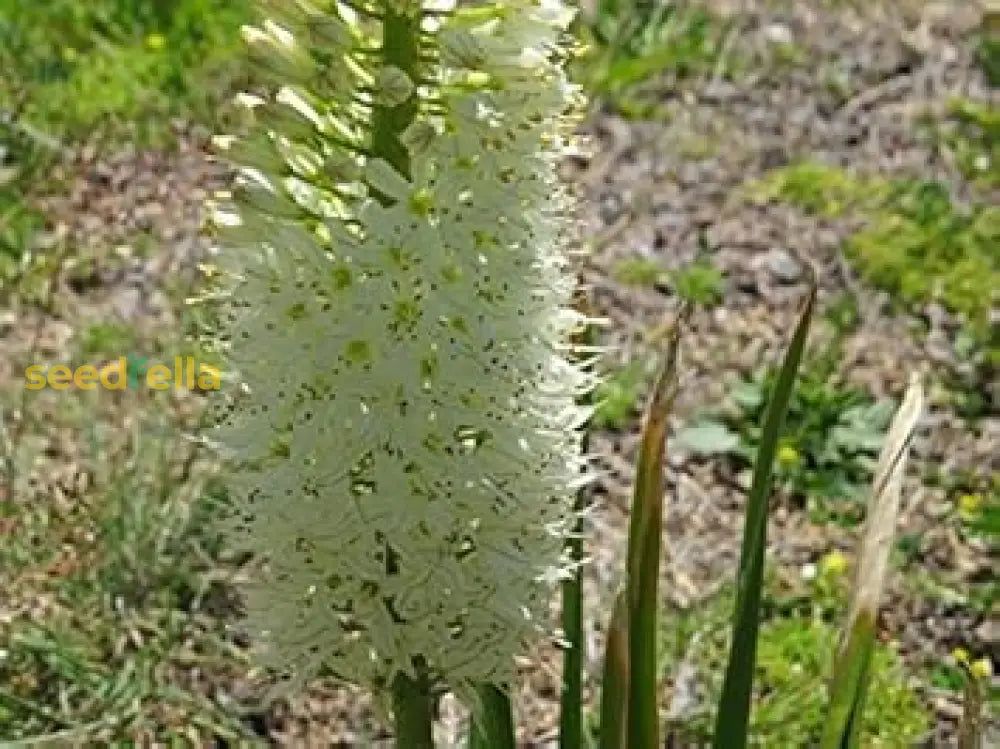 White Eremurus Himalaicus Tree Planting Seeds For A Stunning Garden Plant Seeds