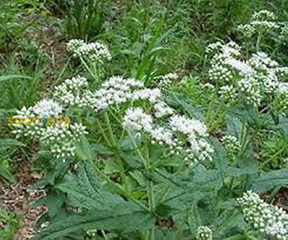 White Eupatorium Perfoliatum Planting Seeds
