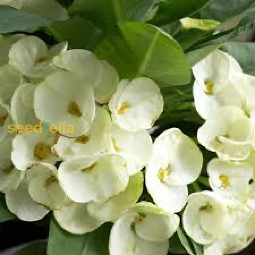 White Euphorbia Milii Seeds For Planting - Elegant Flower A Stunning Garden