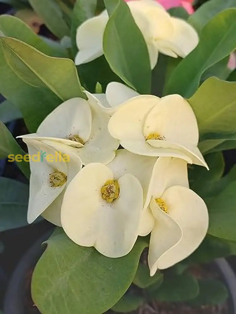 White Euphorbia Milii Seeds For Planting - Elegant Flower A Stunning Garden