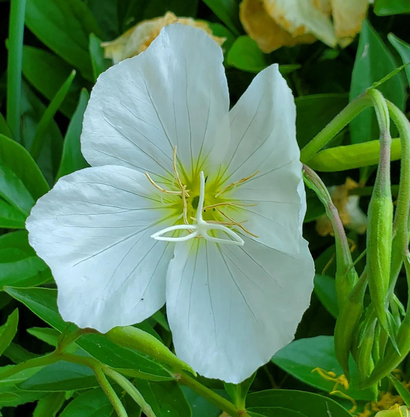 White Oenothera Flower seeds for Planting - Shade Tolerant, Heirloom & GMO Free Seeds for Home Garden