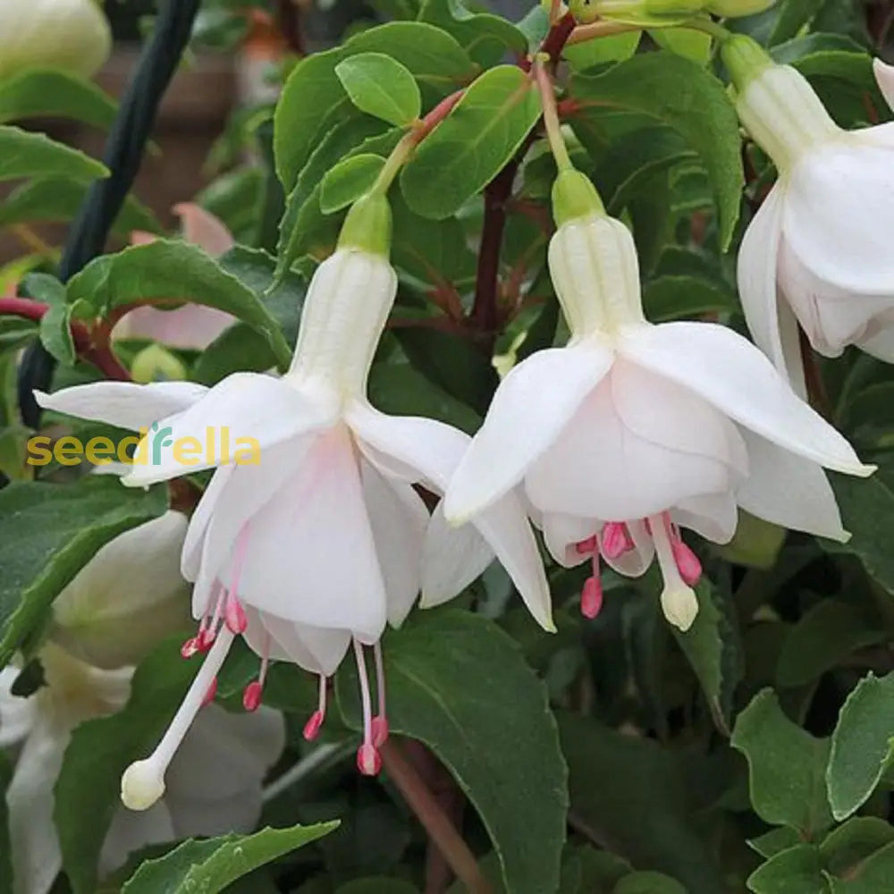 White Fuchsia Flower Seeds For Planting - Gorgeous Annual Blooms