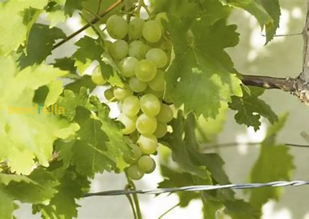 White Grape Planting Seeds Plant Seeds