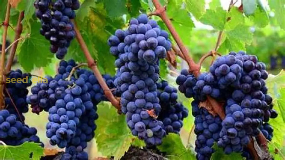 White Grape Planting Seeds Plant Seeds
