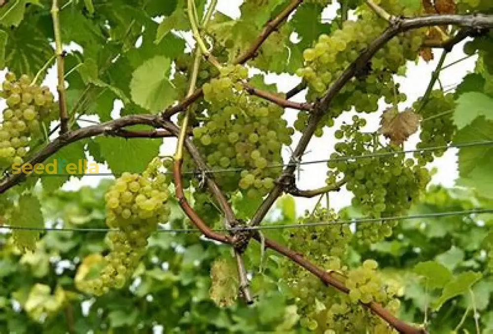 White Grape Planting Seeds Plant Seeds