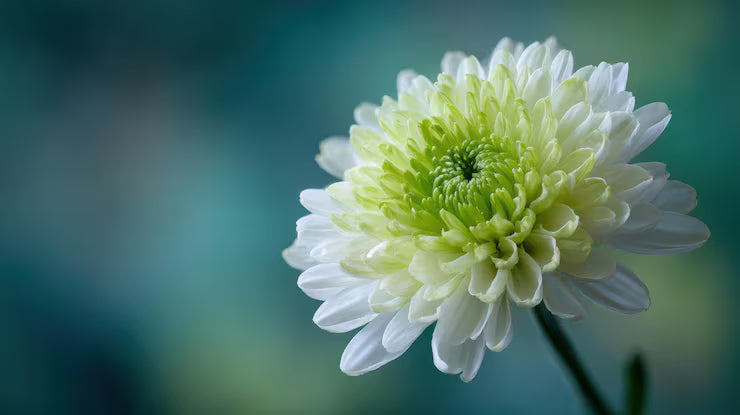 Green White Chrysanthemum Flower seeds for Planting - Bright Blooms, Heirloom & GMO Free Seeds for Home Garden