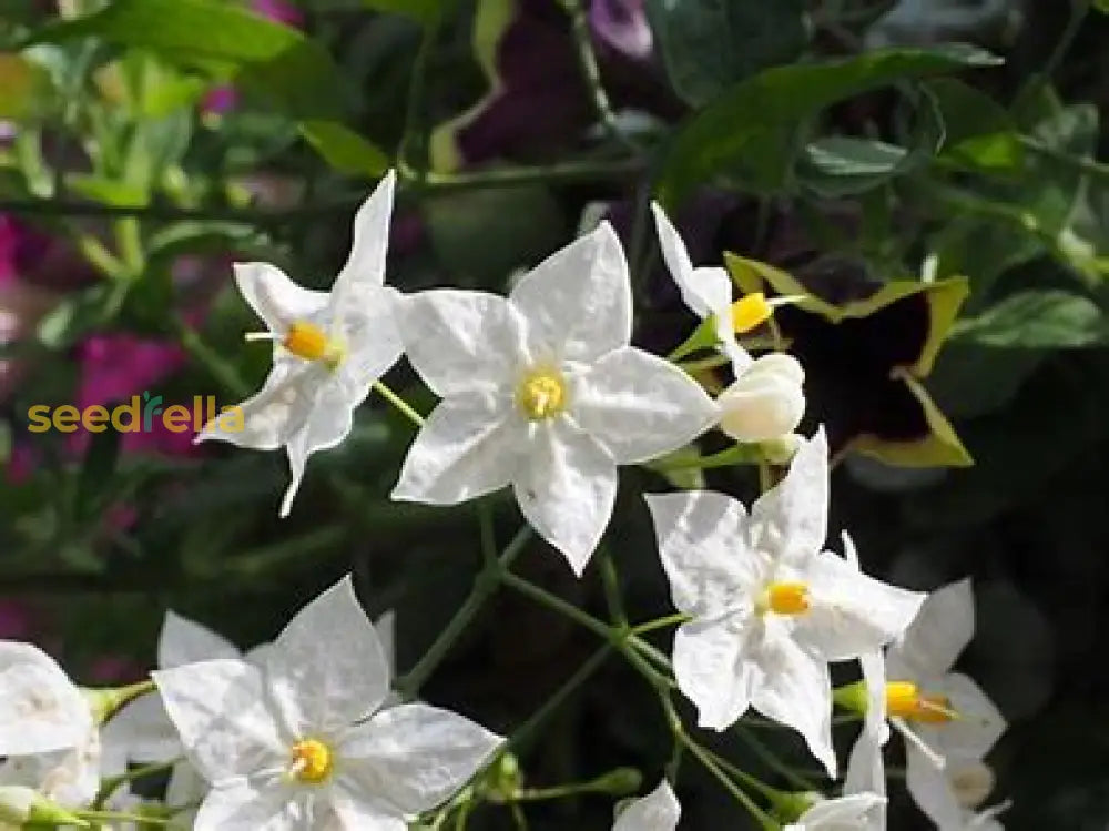 White Jasminoides Flower Seeds For Planting Plant Seeds
