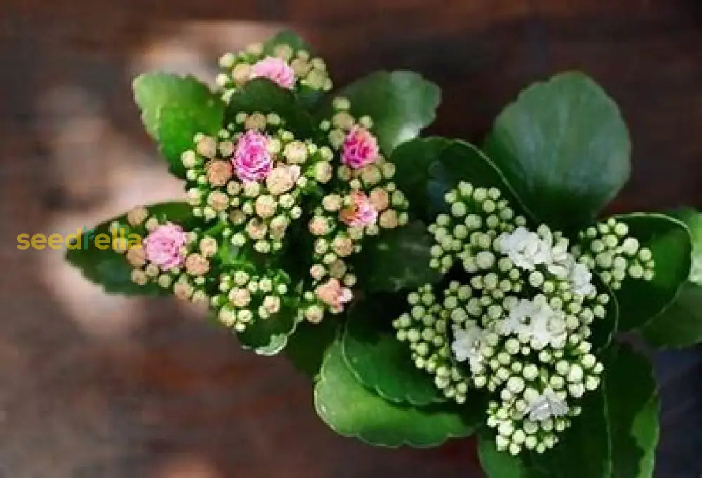 White Kalanchoe Flower Seeds For Easy Planting Plant Seeds