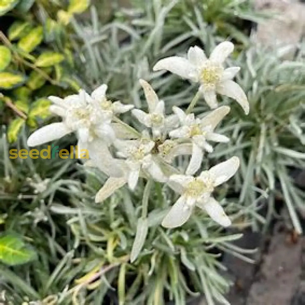 White Leontonpodium Flower Seeds For Planting Plant Seeds