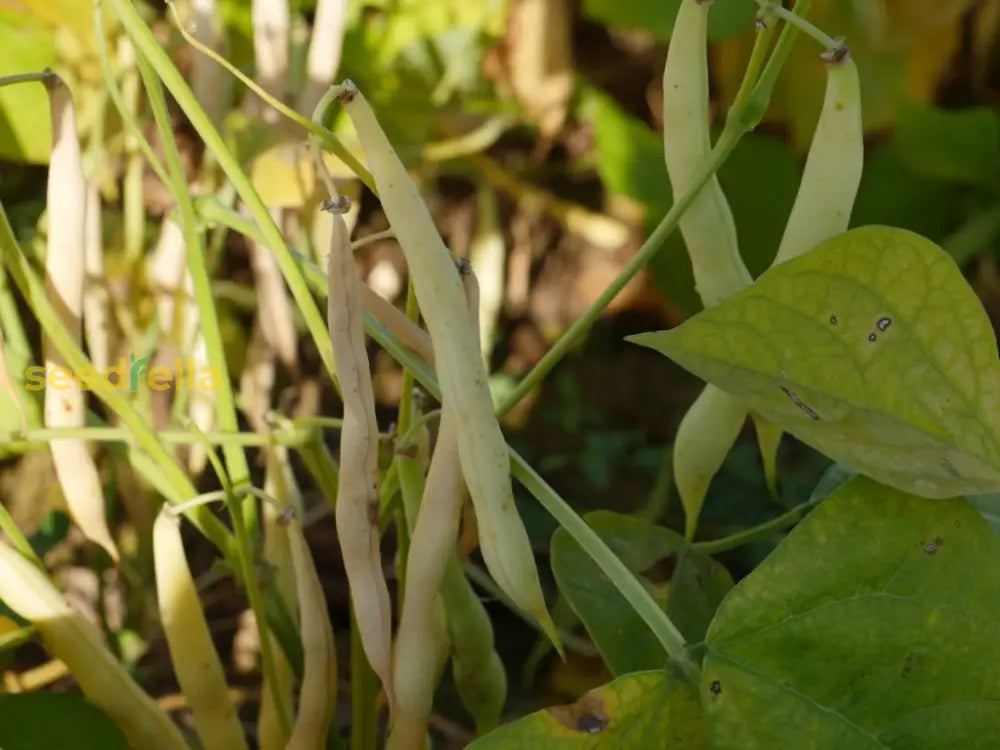 White Mogettes Beans on vine