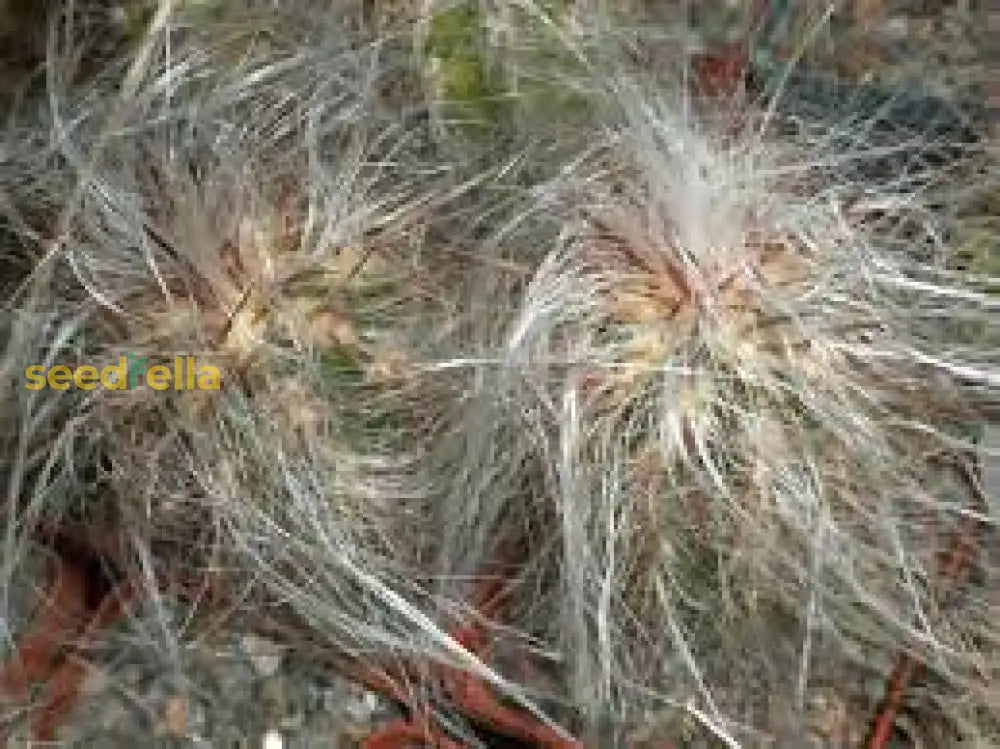 White Oreocereus Celsianus Planting Seeds  Ideal For Adding Unique Texture To Cactus Gardens And