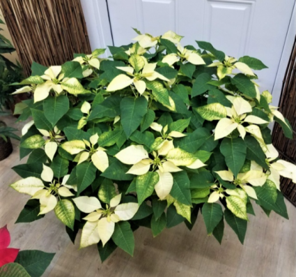 Light Yellow Poinsettia Flower seeds for Planting - Pollinator Friendly, Heirloom & GMO Free Seeds for Home Garden
