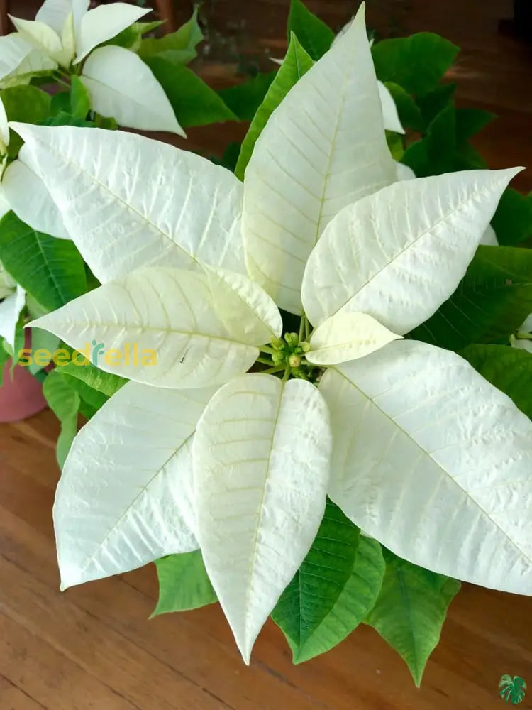 White Poinsettia Plant Seeds For Vibrant Holiday Blooms - Perfect Planting And DÃ©cor