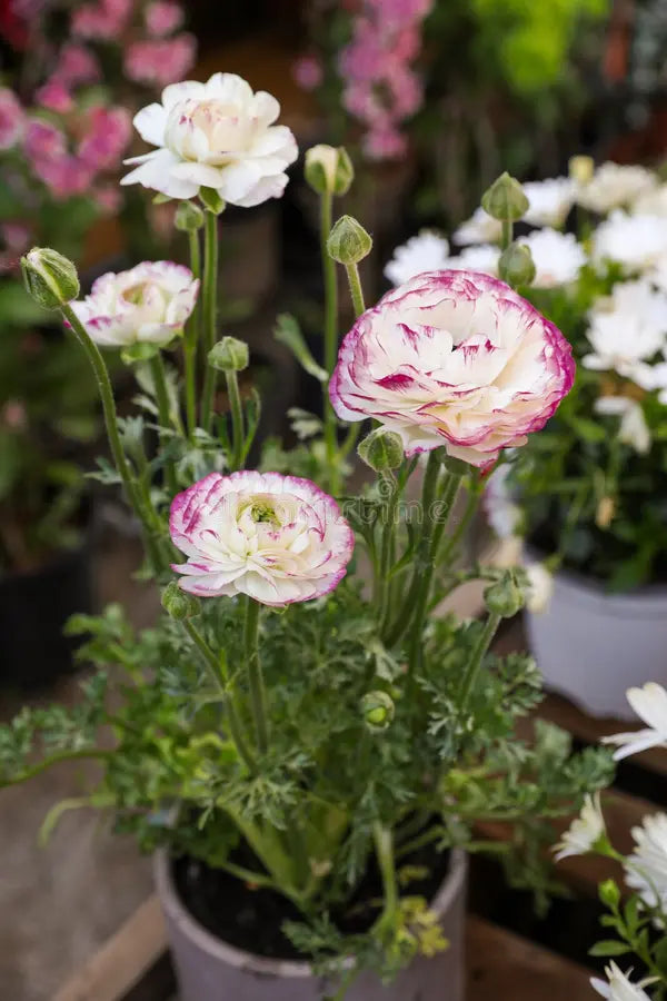 White Purple Ranunculus Flower seeds for Planting - Cut Flower Favorite, Heirloom & GMO Free Seeds for Home Garden