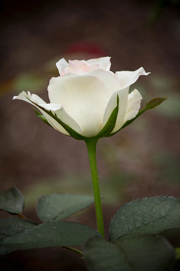 Cream Dragon Rose Flower seeds for Planting - Shade Tolerant, Heirloom & GMO Free Seeds for Home Garden