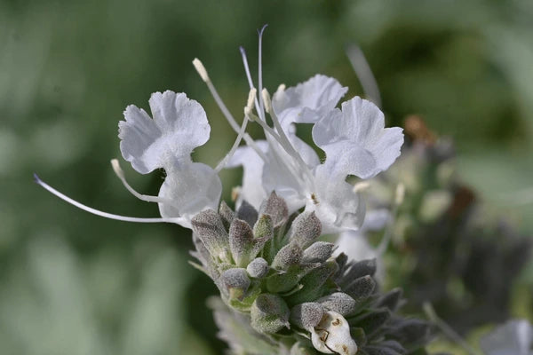 Apiana Flower seeds for Planting Wildflower Mix Heirloom & GMO Free Seeds for Home Garden