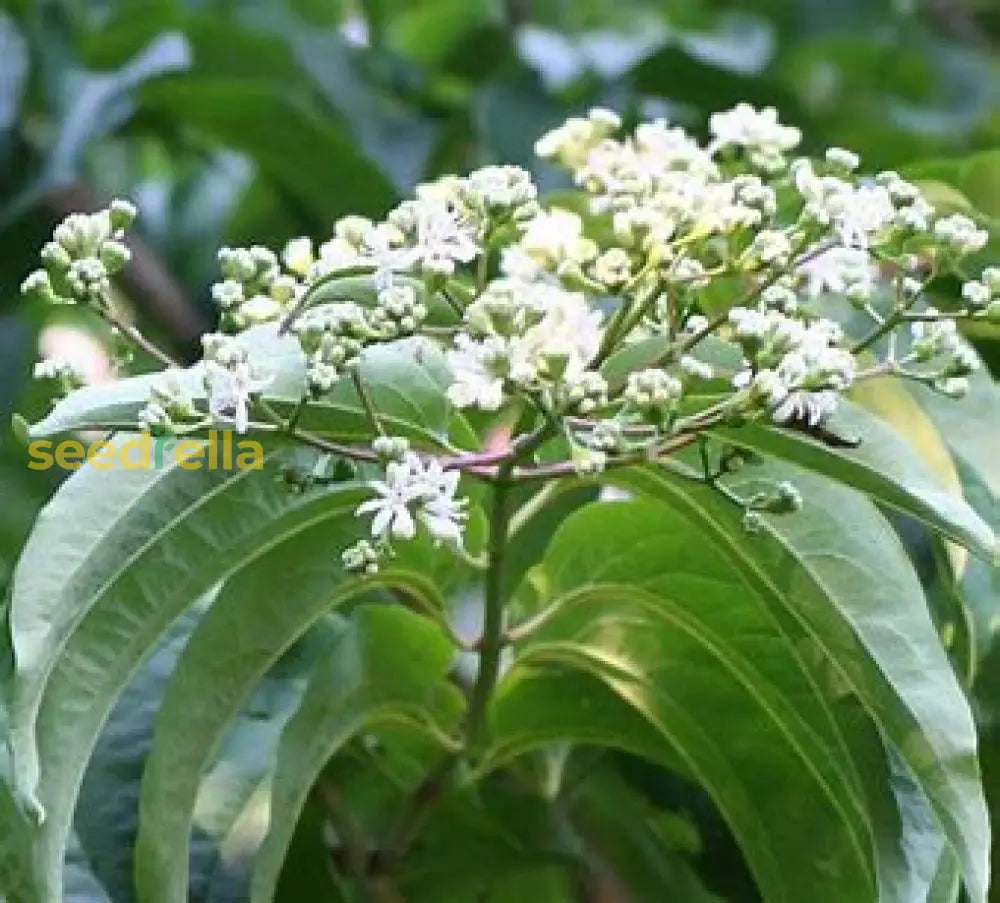White Sevenson Flower Seeds For Planting
