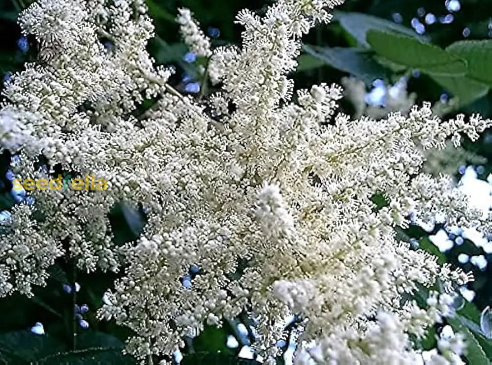 White Sumac Flower Seeds For Successful Planting Plant Seeds