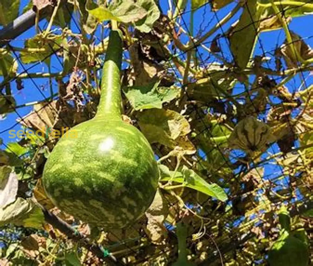White Swan Gourd Seeds For Planting