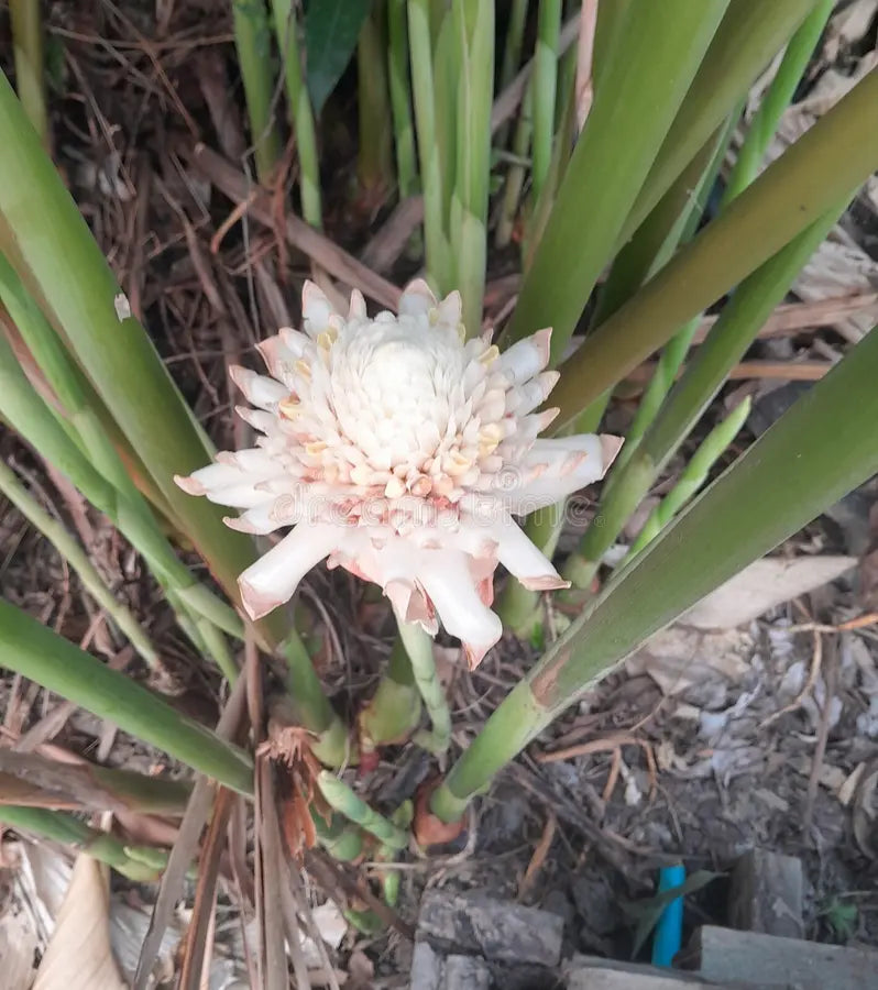 White Etlingera Elatior Flower Seeds for Planting Easy to Grow Heirloom & GMO Free Seeds for Home Garden
 
 Sale