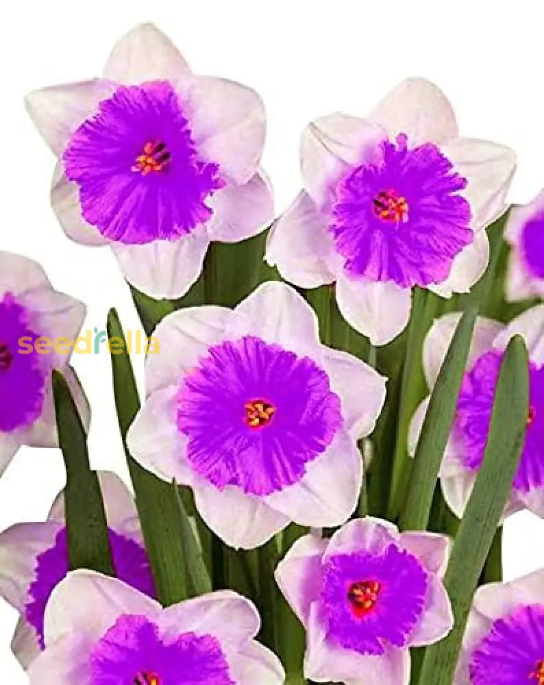 White violet daffodil seeds for planting