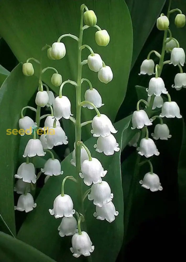 White Windbell Orchid Seed For Planting  Perfect Cultivating Beautiful Blooms In Your Garden