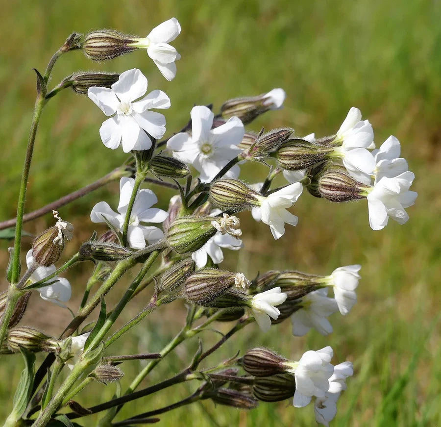 Campion Flower seeds for Planting - Wildflower Mix, Heirloom & GMO Free Seeds for Home Garden
 
 Sale seeds for home garden