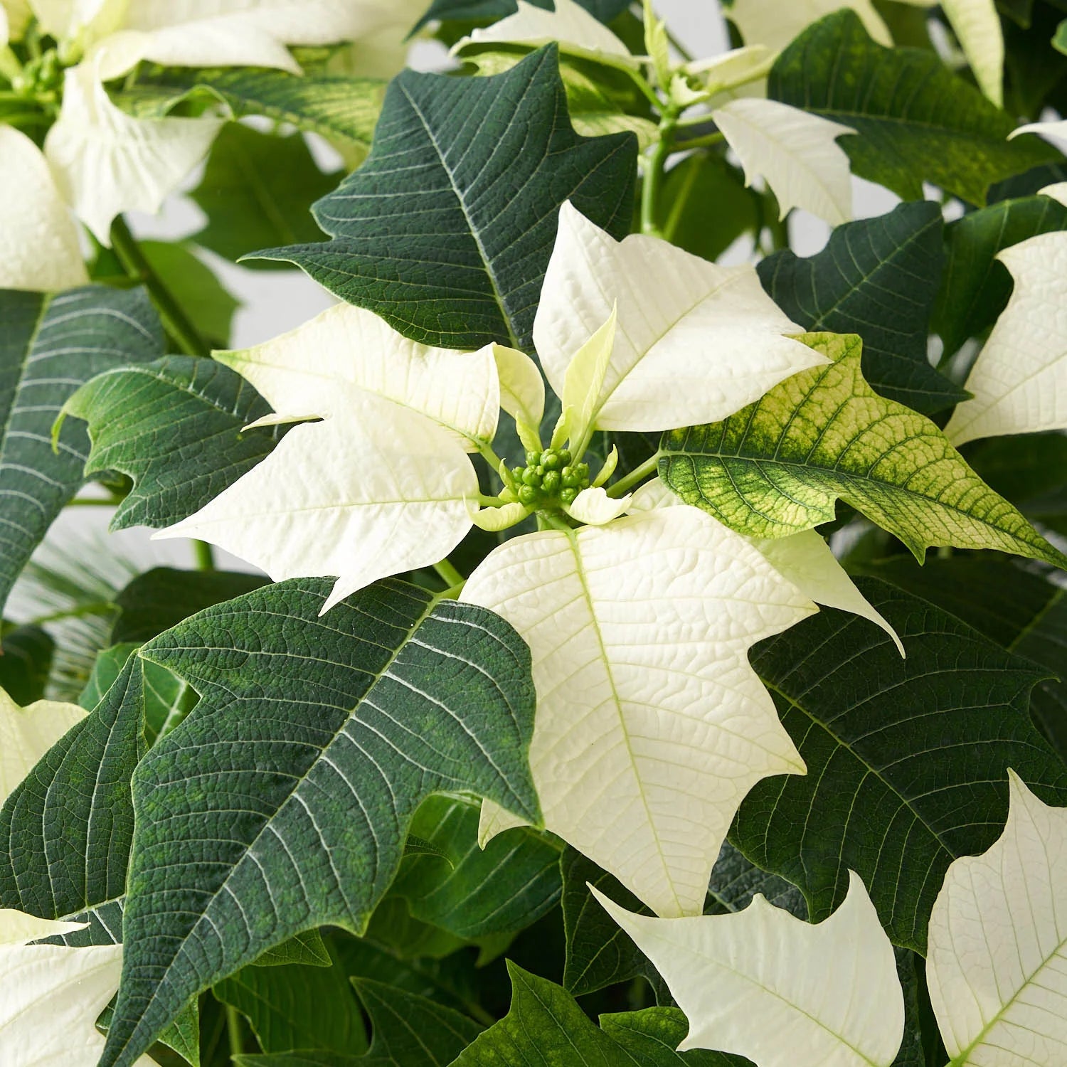 White Poinsettia Plant Seeds for Vibrant Holiday Blooms - Perfect for Planting and Holiday DÃ©cor