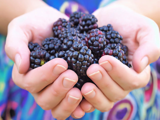 Whitebark Black Raspberry seeds for planting