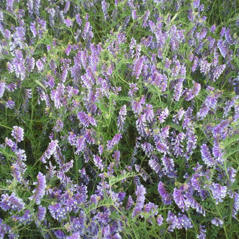Purple Vetch Flower seeds for Planting - Perfect for Borders, Heirloom & GMO Free Seeds for Home Garden