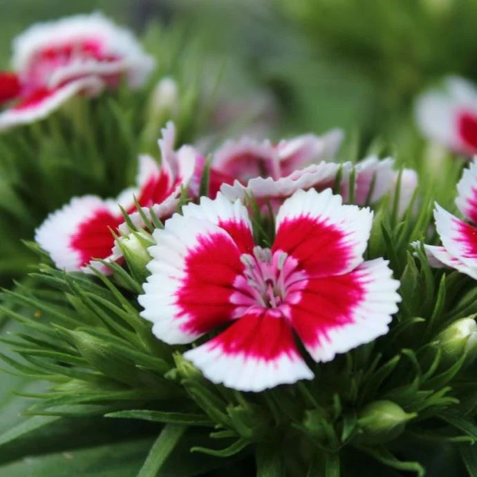 Dianthus Flower seeds for Planting Drought Tolerant Heirloom & GMO Free Seeds for Home Garden