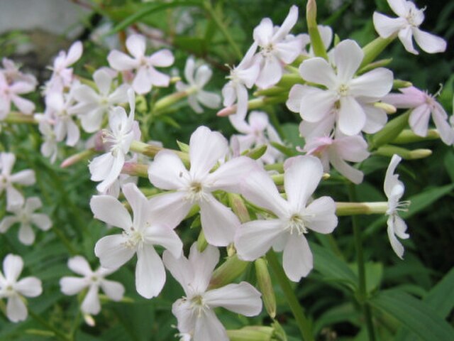 Saponaria Flower seeds for Planting - Bright Blooms, Heirloom & GMO Free Seeds for Home Garden