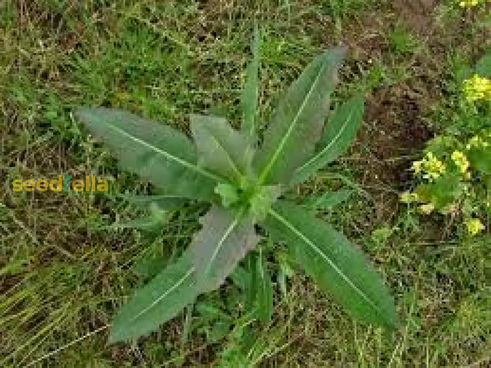Wild Lettuce Plant Seeds For Growing  Seed A Nutritious Addition To Your Garden Seeds