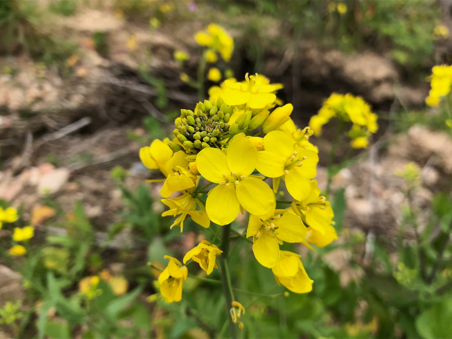 Yellow Edible Rape Flower seeds for Planting - Bright Blooms, Heirloom & GMO Free Seeds for Home Garden