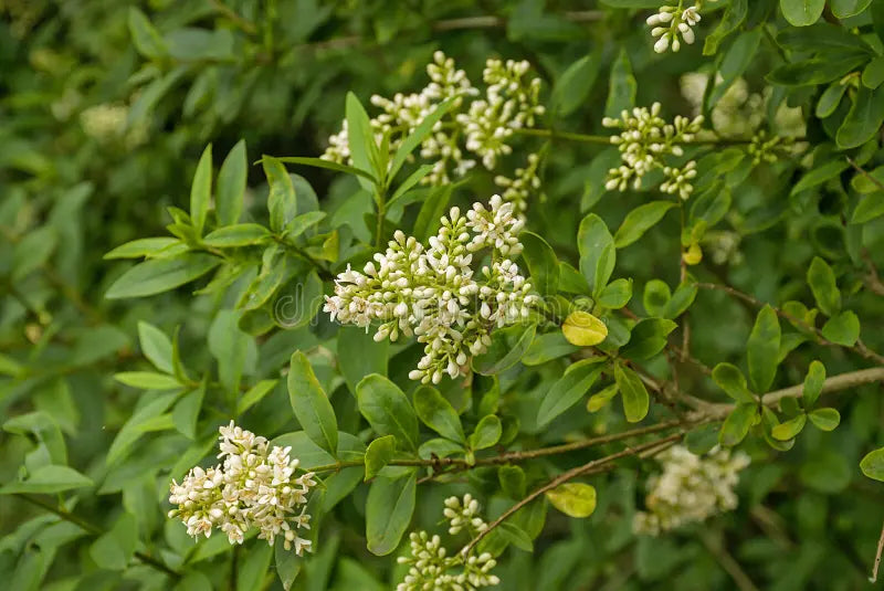White Privet Flower seeds for Planting - Colorful Display, Heirloom & GMO Free Seeds for Home Garden