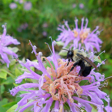 Wild Bergamot Seeds – Organic Non-GMO Medicinal Herb for Pollinator Gardens