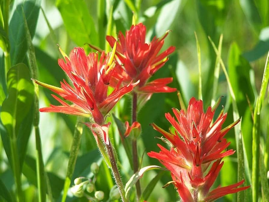 Castilleja Seeds – Castilleja Miniata Seeds for Easy Planting