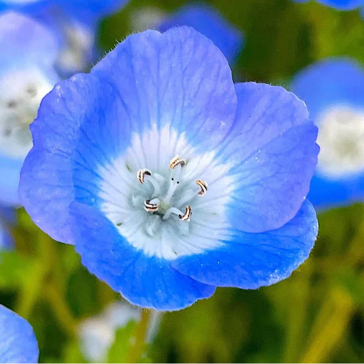 Organic Baby Blue Eyes Seeds – Delicate Wildflowers for Pots & Borders