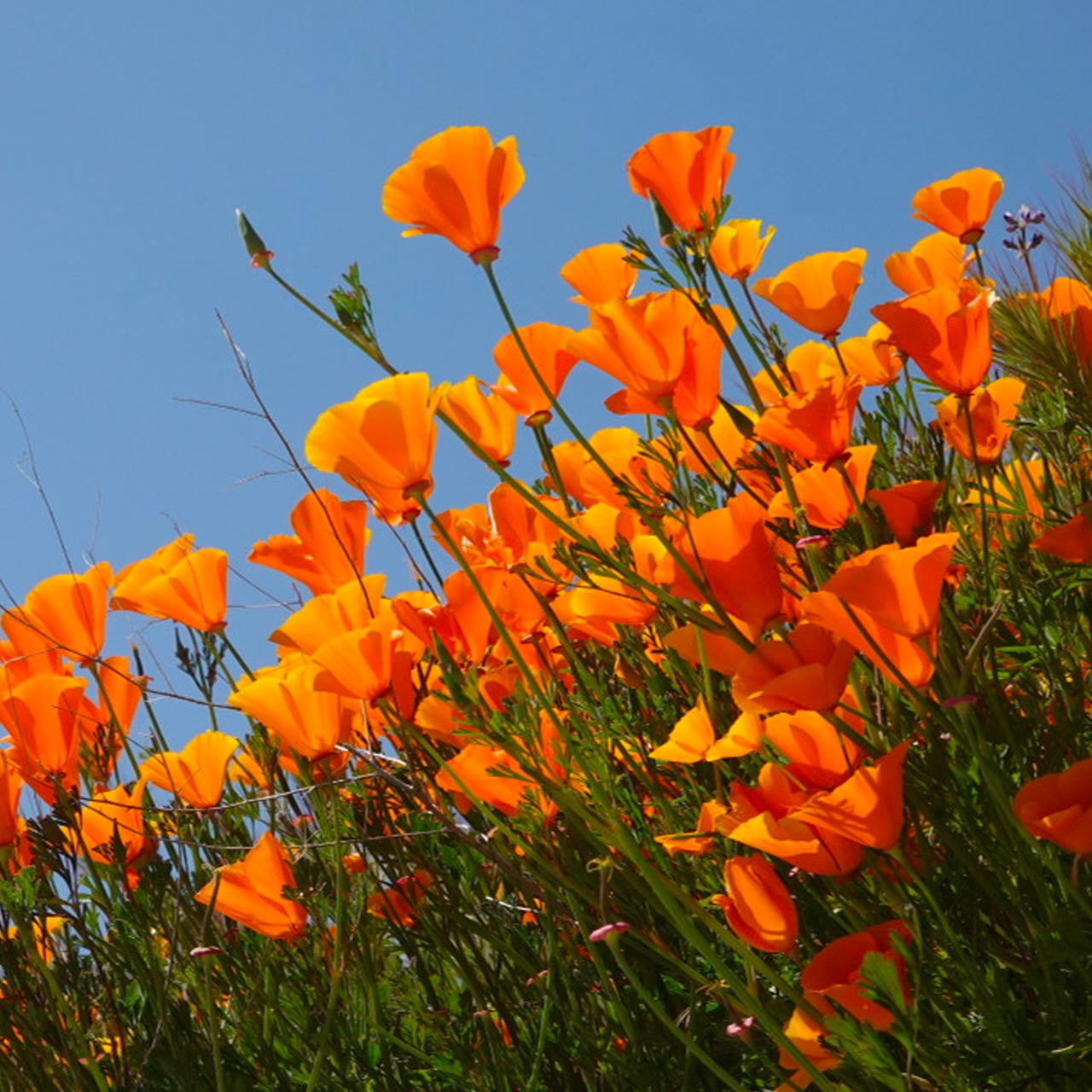 Organic California Poppy Plant Seeds – Orange and Yellow Blooms for Gardens