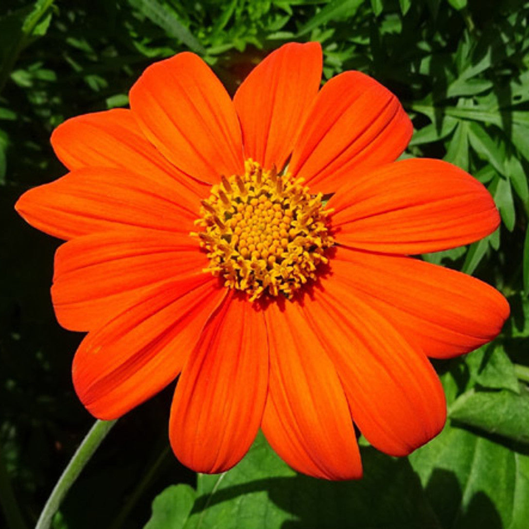 Heirloom Tithonia Seeds – Non-GMO Vibrant Blooms for Home & Landscapes