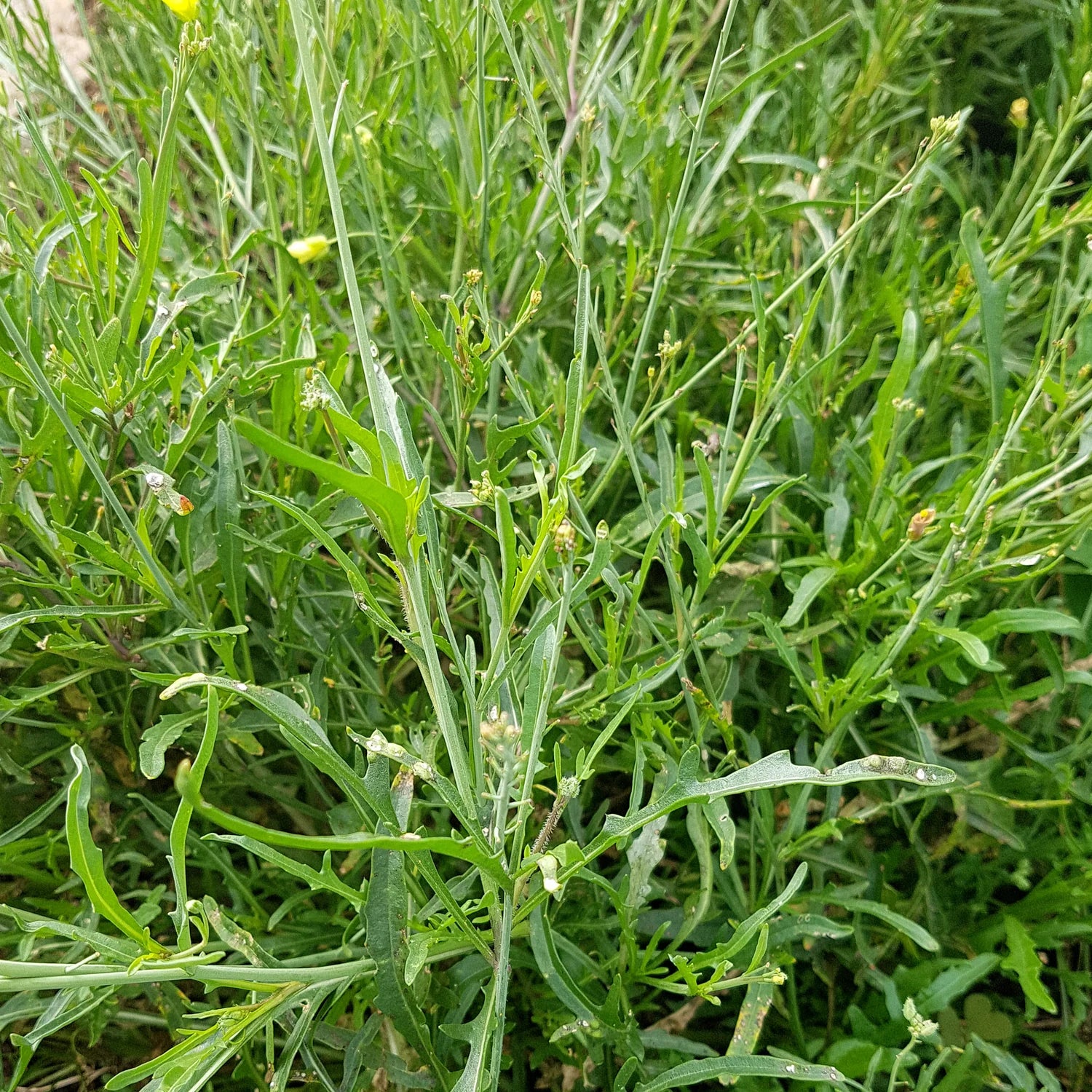 Olivetta Perennial Flower seeds for Planting Shade Tolerant Heirloom & GMO Free Seeds for Home Garden