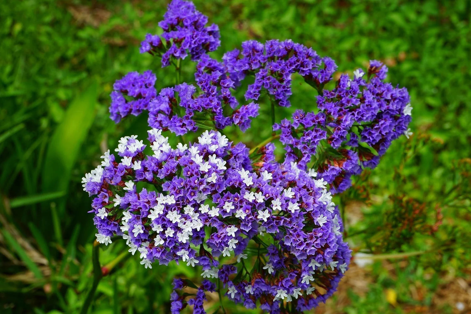 Limonium Flower seeds for Planting Hardy Variety Heirloom & GMO Free Seeds for Home Garden