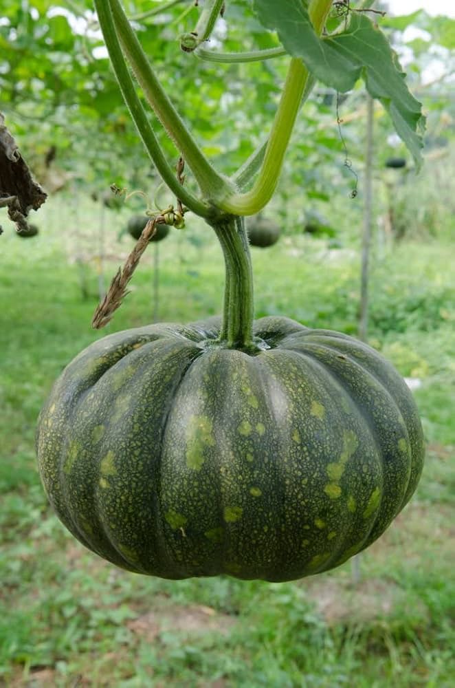 Peanut variety winter squash seeds