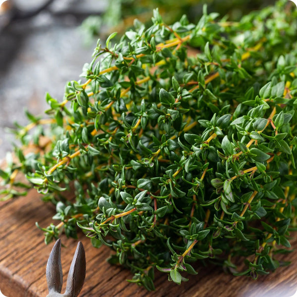 Winter Thyme seeds Thymus vulgaris evergreen perennial plant