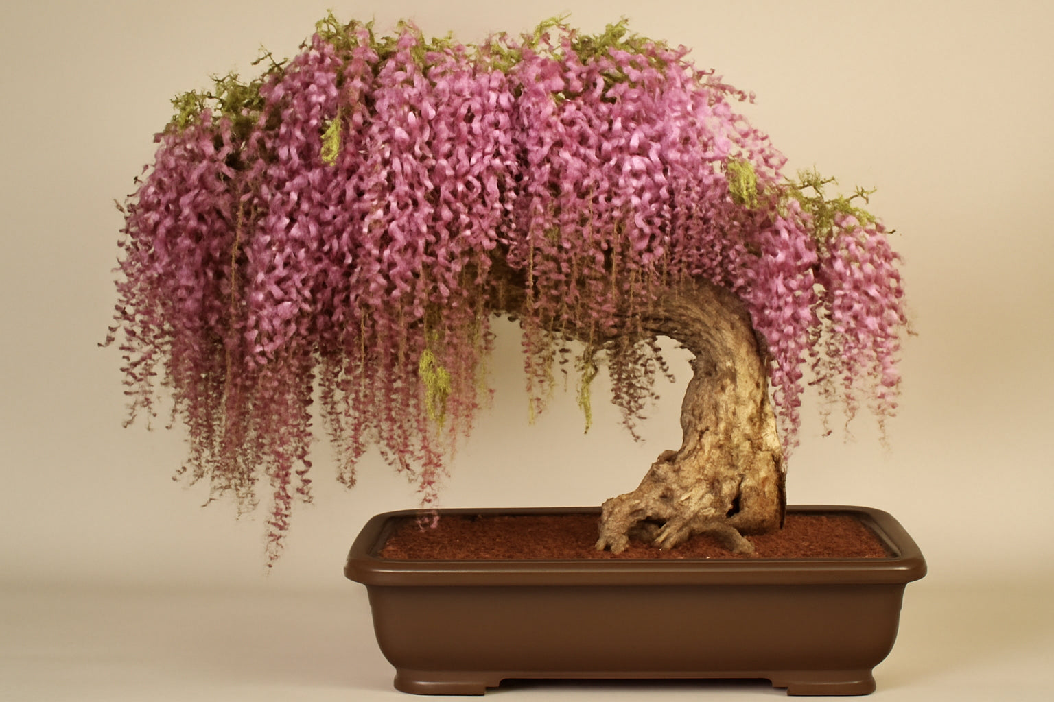 Gold Mini Bonsai Wisteria Tree Seeds for Planting - Beautiful Golden Blooms for Your Garden