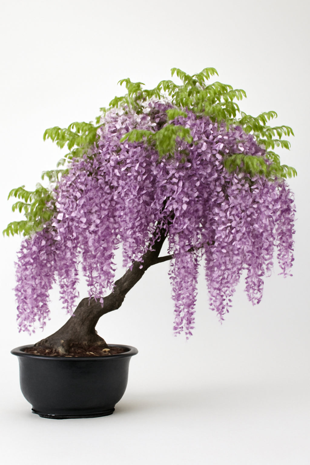 Gold Mini Bonsai Wisteria Tree Seeds for Planting - Beautiful Golden Blooms for Your Garden