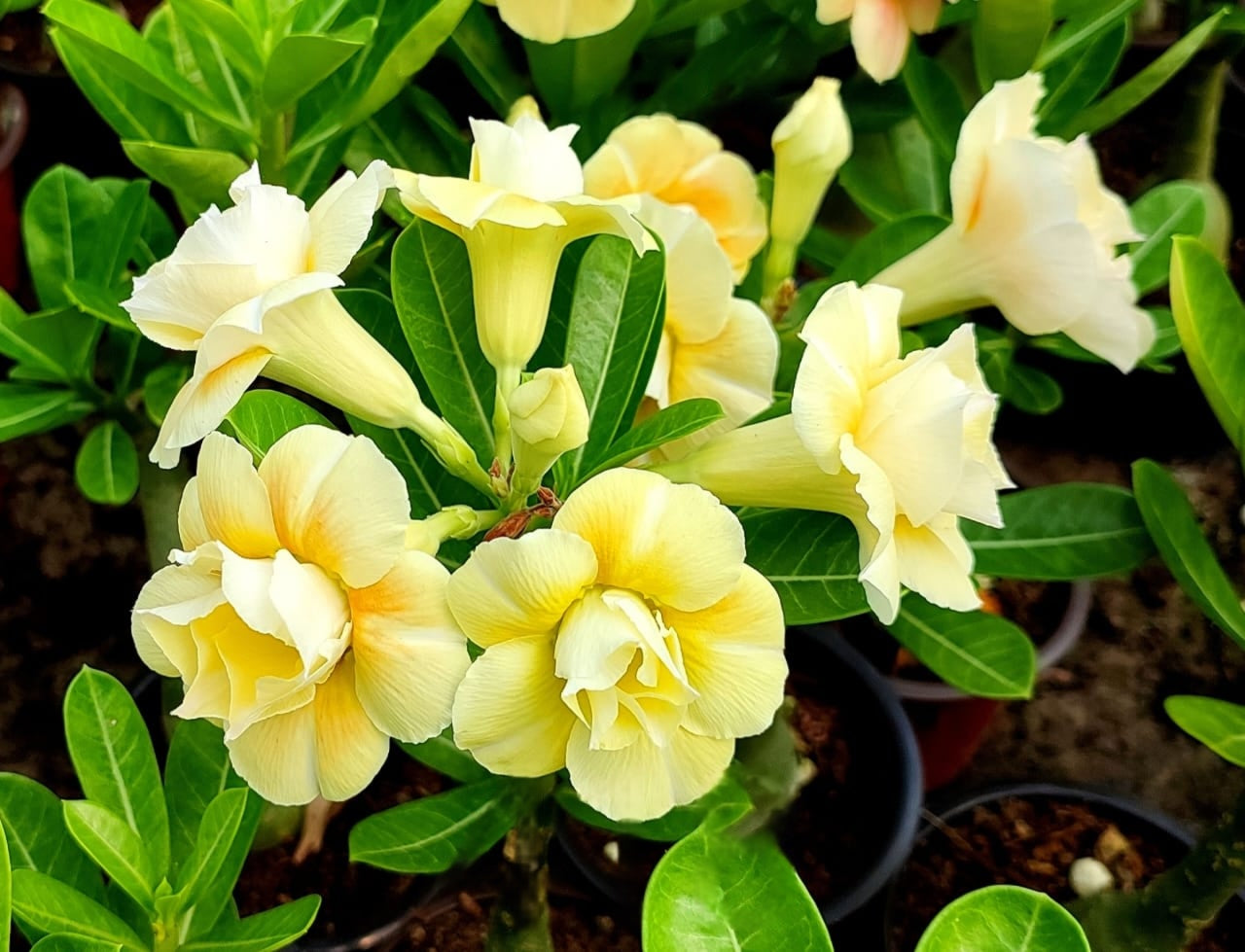 Pale Yellow Adenium Obesum Seeds – Heirloom & NonGMO Desert Rose for Home Gardens
 
 Sale - Evergrowseeds