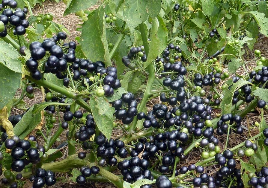 Fully ripe Wonderberries ready for harvest